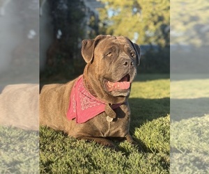 Cane Corso Dog Breeder near MODESTO, CA, USA