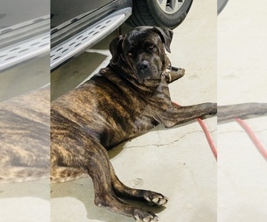 Cane Corso Dog Breeder near ELLENWOOD, GA, USA