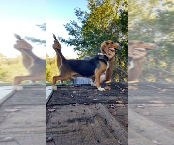 Medium Photo #1  Breeder Profile in BEDFORD, VA, USA