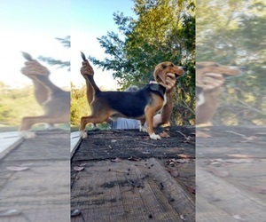 Beagle Dog Breeder near BEDFORD, VA, USA