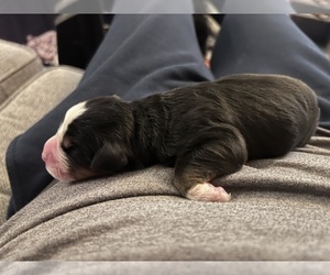 Bernese Mountain Dog Dog Breeder near LEBANON, OH, USA
