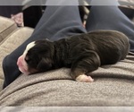 Small breeder photo