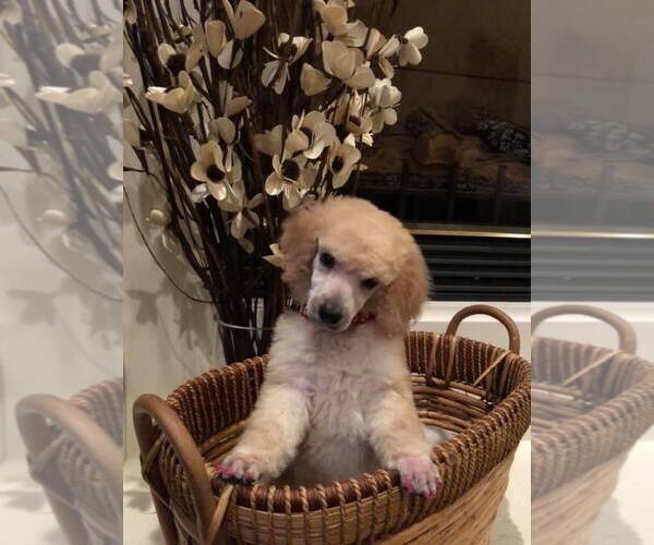 Medium Photo #4  Breeder Profile in CLOVIS, CA, USA