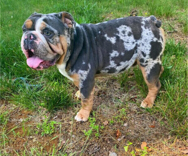 Medium Photo #2  Breeder Profile in MARLBORO, NJ, USA