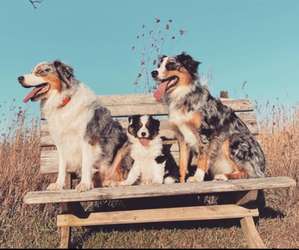 Australian Shepherd Dog Breeder near OREGON, IL, USA