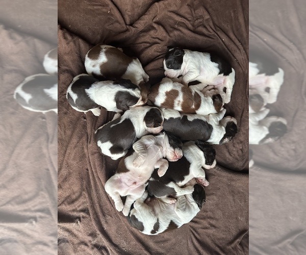 Medium Photo #6  Breeder Profile in CHATTANOOGA, TN, USA
