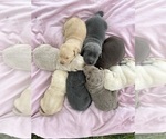 Small #3 Breeder Profile image