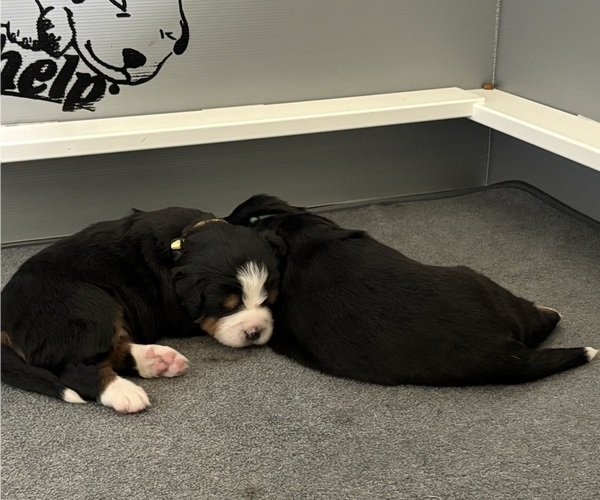 Medium Photo #5  Breeder Profile in MERCER, PA, USA