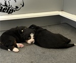 Small #4 Breeder Profile image