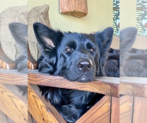 Medium Photo #19  Breeder Profile in PINON HILLS, CA, USA