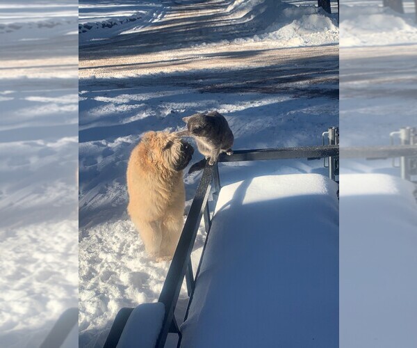 Medium Photo #4  Breeder Profile in BEULAH, CO, USA