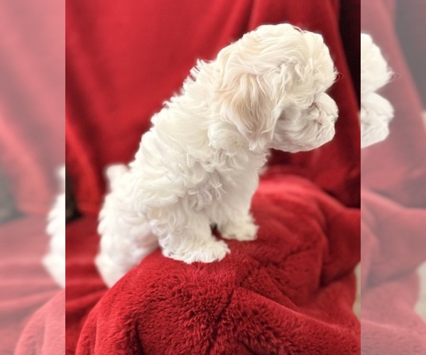 Medium Photo #2  Breeder Profile in DANVILLE, AR, USA