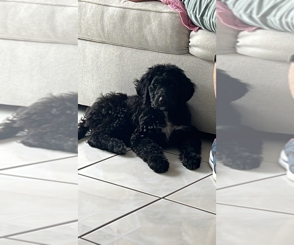 Medium Photo #1  Breeder Profile in MIAMI, FL, USA