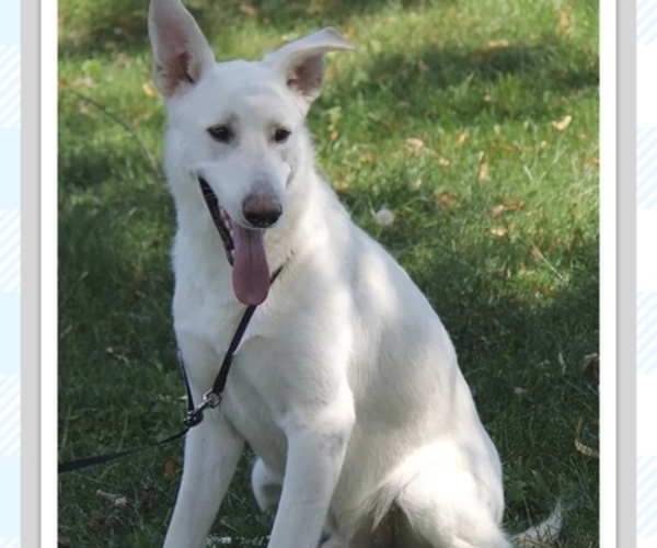 Medium Photo #8  Breeder Profile in NEW BREMEN, OH, USA
