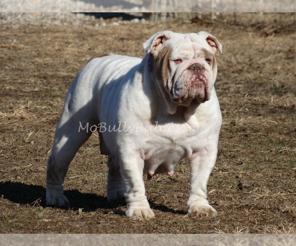 Medium Photo #1  Breeder Profile in VERONA, MO, USA