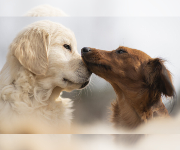 Medium Photo #11  Breeder Profile in ROWLEY, MA, USA
