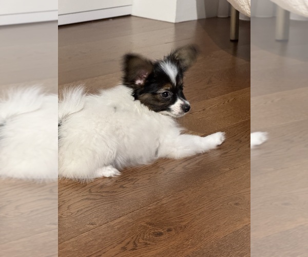 Medium Photo #3  Breeder Profile in BROOKLYN, NY, USA