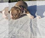 Small breeder photo