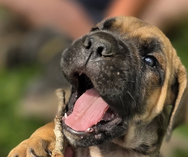 Medium Photo #12  Breeder Profile in BANGS, TX, USA