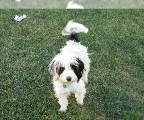 Medium Photo #1  Breeder Profile in LEETONIA, OH, USA