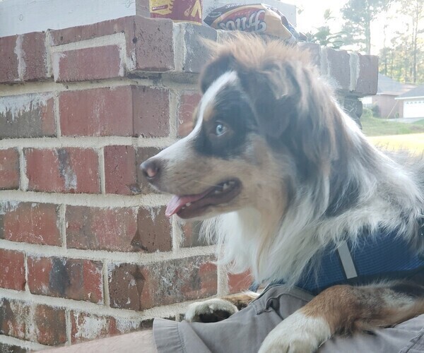 Medium Photo #13  Breeder Profile in DOTHAN, AL, USA