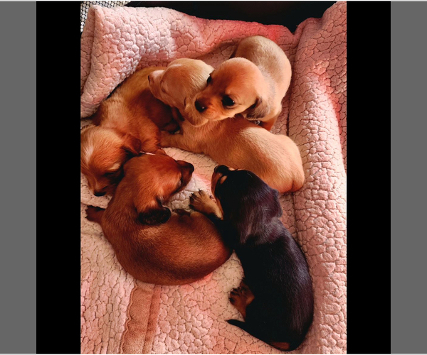 Medium Photo #2  Breeder Profile in SAN DIEGO, CA, USA