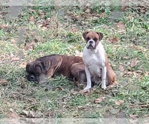 Boxer Dog Breeder in PINE CITY,  USA