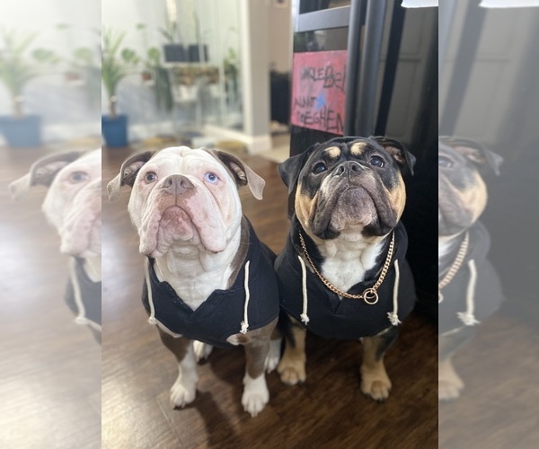 Medium Photo #1  Breeder Profile in NEWARK, OH, USA