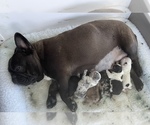 Small #7 Breeder Profile image