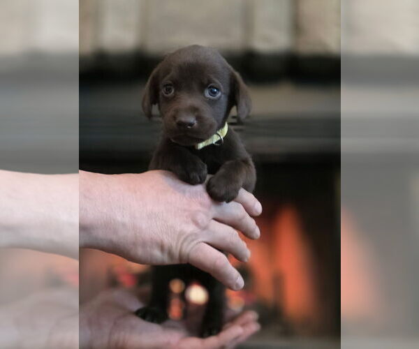 Medium Photo #28  Breeder Profile in FLORA, IL, USA