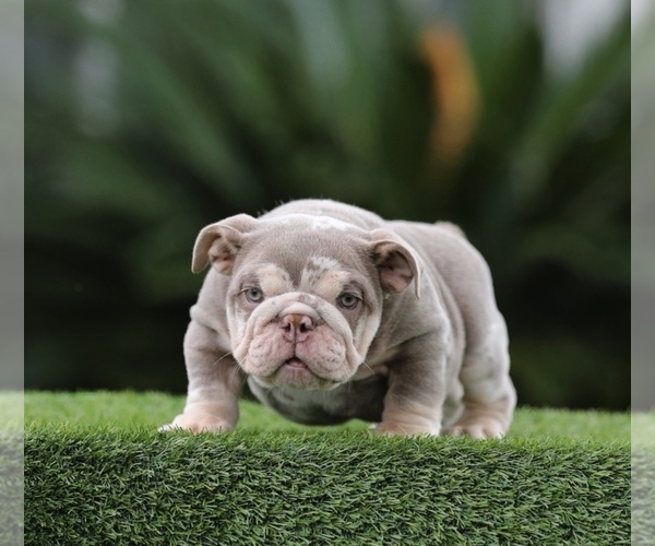 Medium Photo #12  Breeder Profile in BURBANK, CA, USA