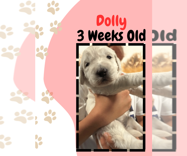 Medium Photo #1  Breeder Profile in ATHENS, TN, USA