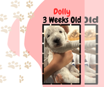 Small breeder photo