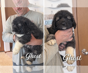 Caucasian Shepherd Dog Dog Breeder near AKELEY, MN, USA