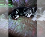 Small #21 Breeder Profile image