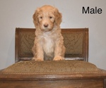 Small breeder photo