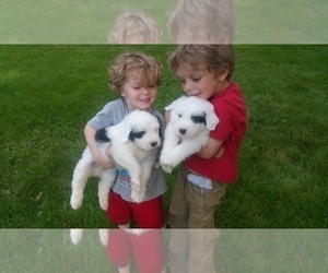 Main photo of Old English Sheepdog Dog Breeder near GALLATIN, MO, USA
