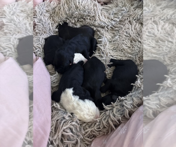 Medium Photo #1  Breeder Profile in EGG HARBOR CITY, NJ, USA