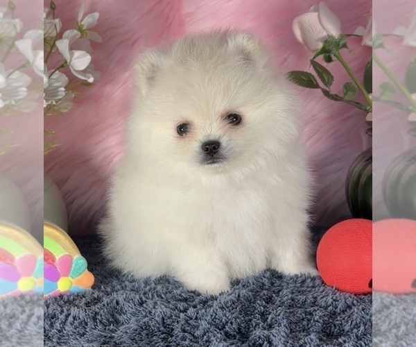 Medium Photo #15  Breeder Profile in KENNESAW, GA, USA