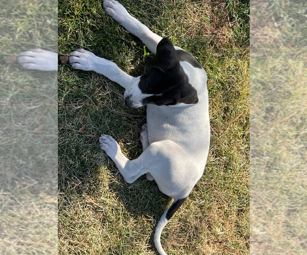 Medium Photo #24  Breeder Profile in ORR, MN, USA