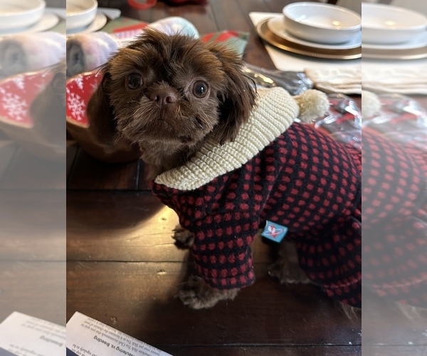 Medium Photo #3  Breeder Profile in COVINGTON, GA, USA