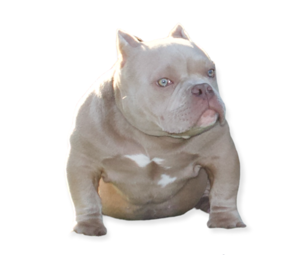 Medium Photo #1  Breeder Profile in SAN FRANCISCO, CA, USA