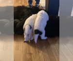 Small #1 Breeder Profile image