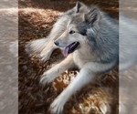 Small #13 Breeder Profile image