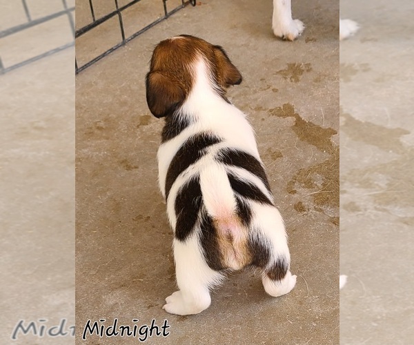 Medium Photo #4  Breeder Profile in PARKER, AZ, USA