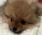 Small #29 Breeder Profile image