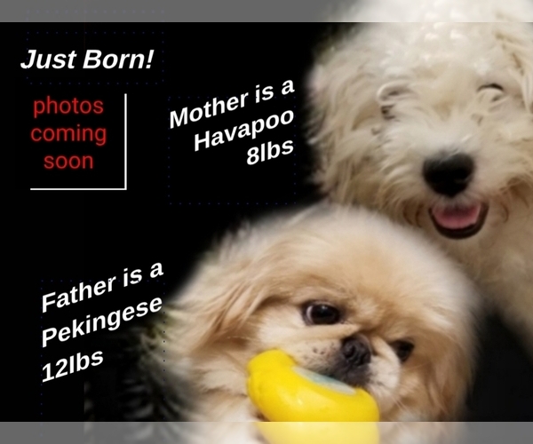 Medium Photo #1  Breeder Profile in TOPEKA, KS, USA