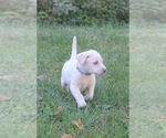 Small #51 Breeder Profile image