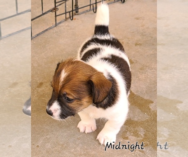 Medium Photo #2  Breeder Profile in PARKER, AZ, USA