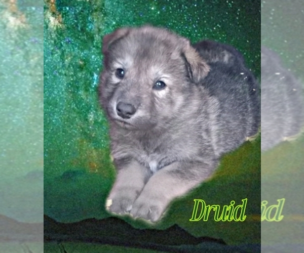 Medium Photo #8  Breeder Profile in JEFFERSON, TX, USA